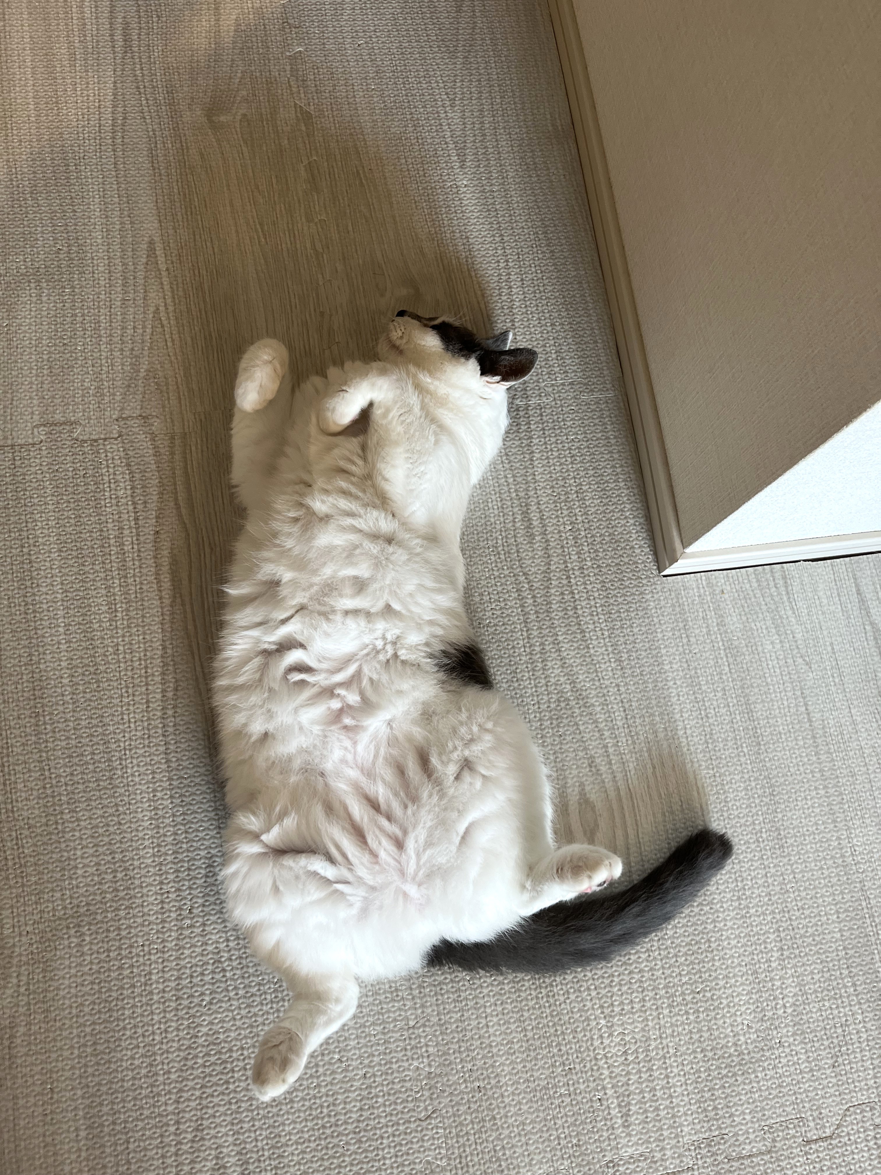 マットを敷いて嬉しそうなねね